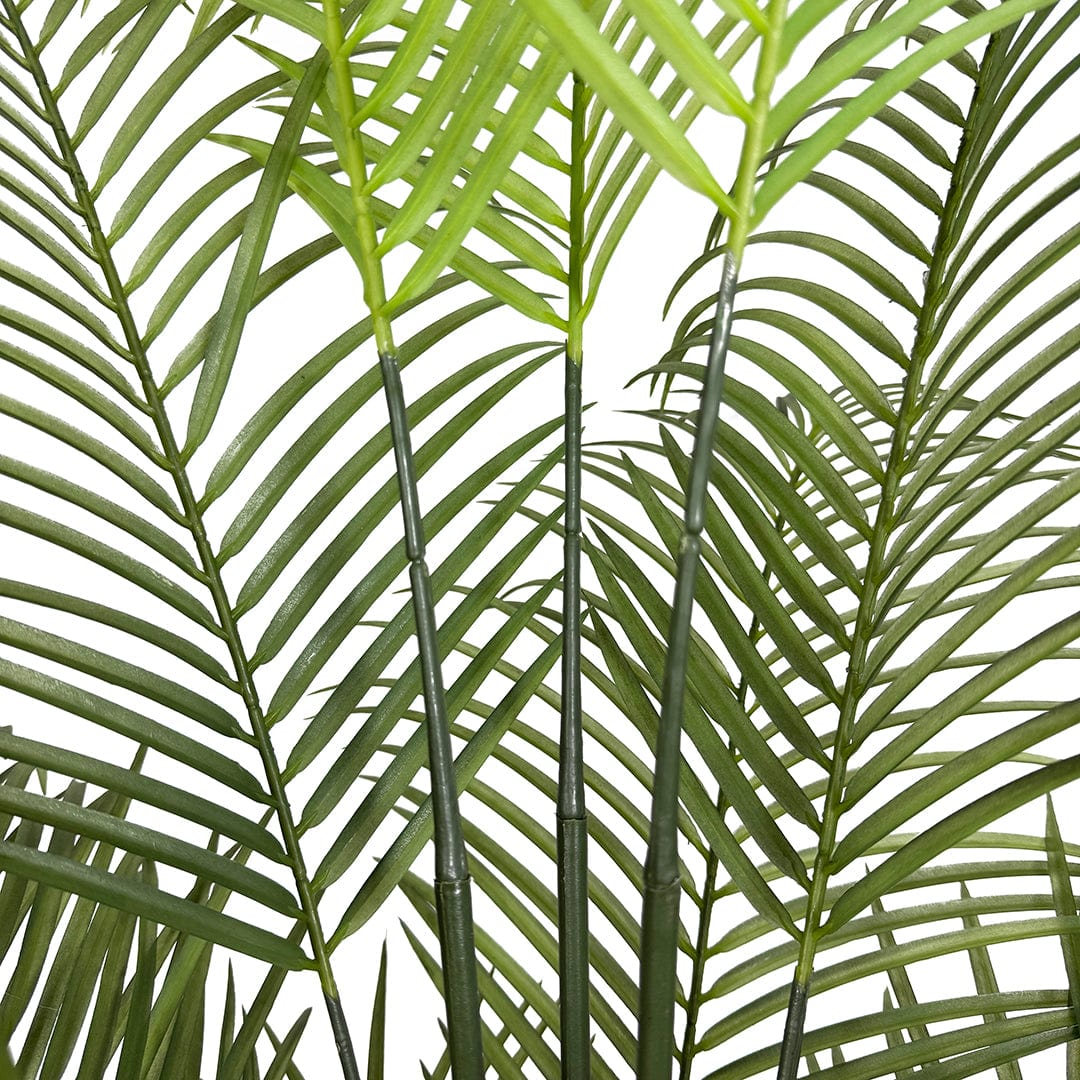 Butterfly Palm