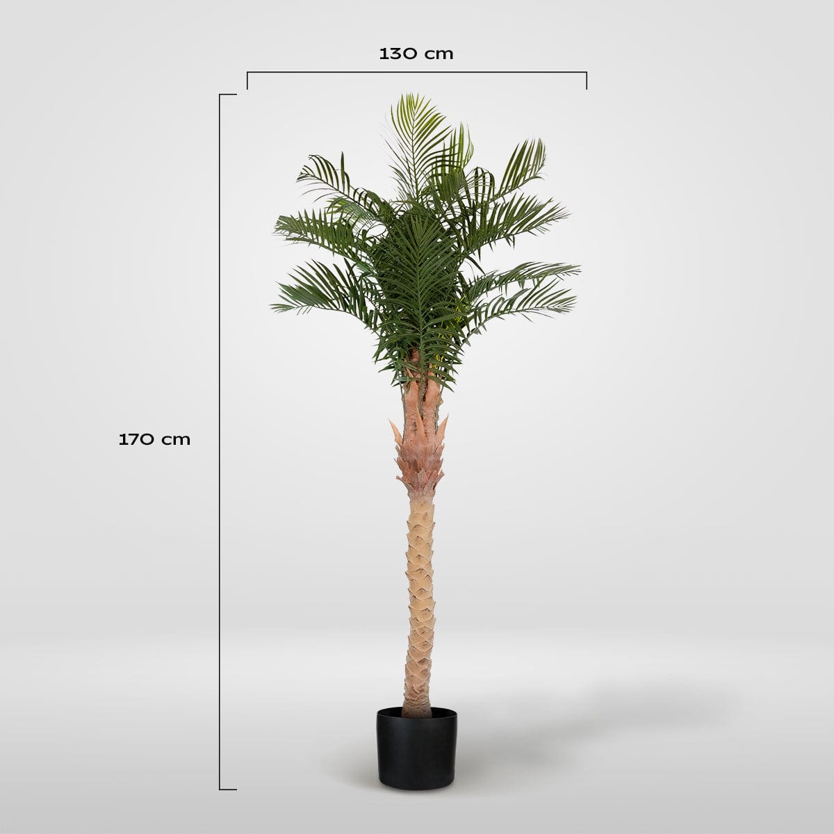 Phoenix Palm Tree