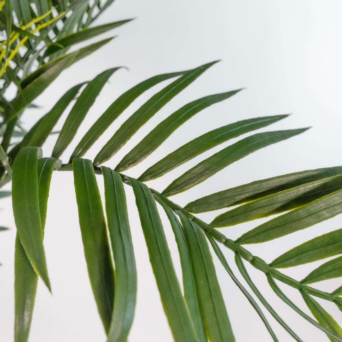 Phoenix Palm Tree