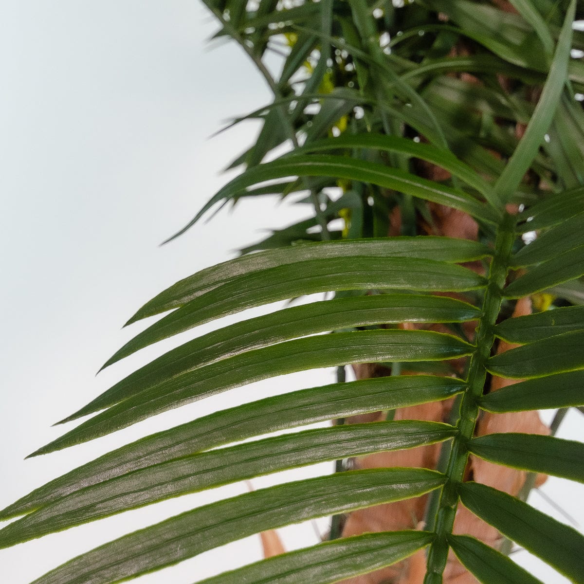 Phoenix Palm Tree