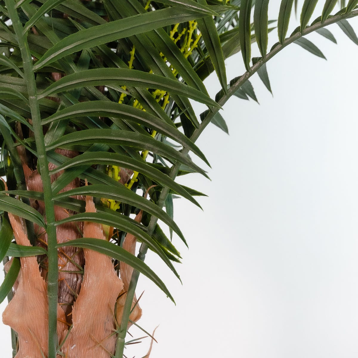 Phoenix Palm Tree