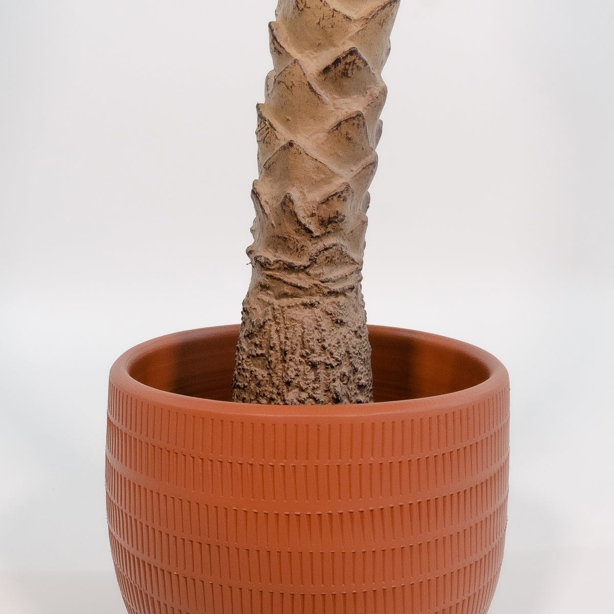 Phoenix Palm Tree