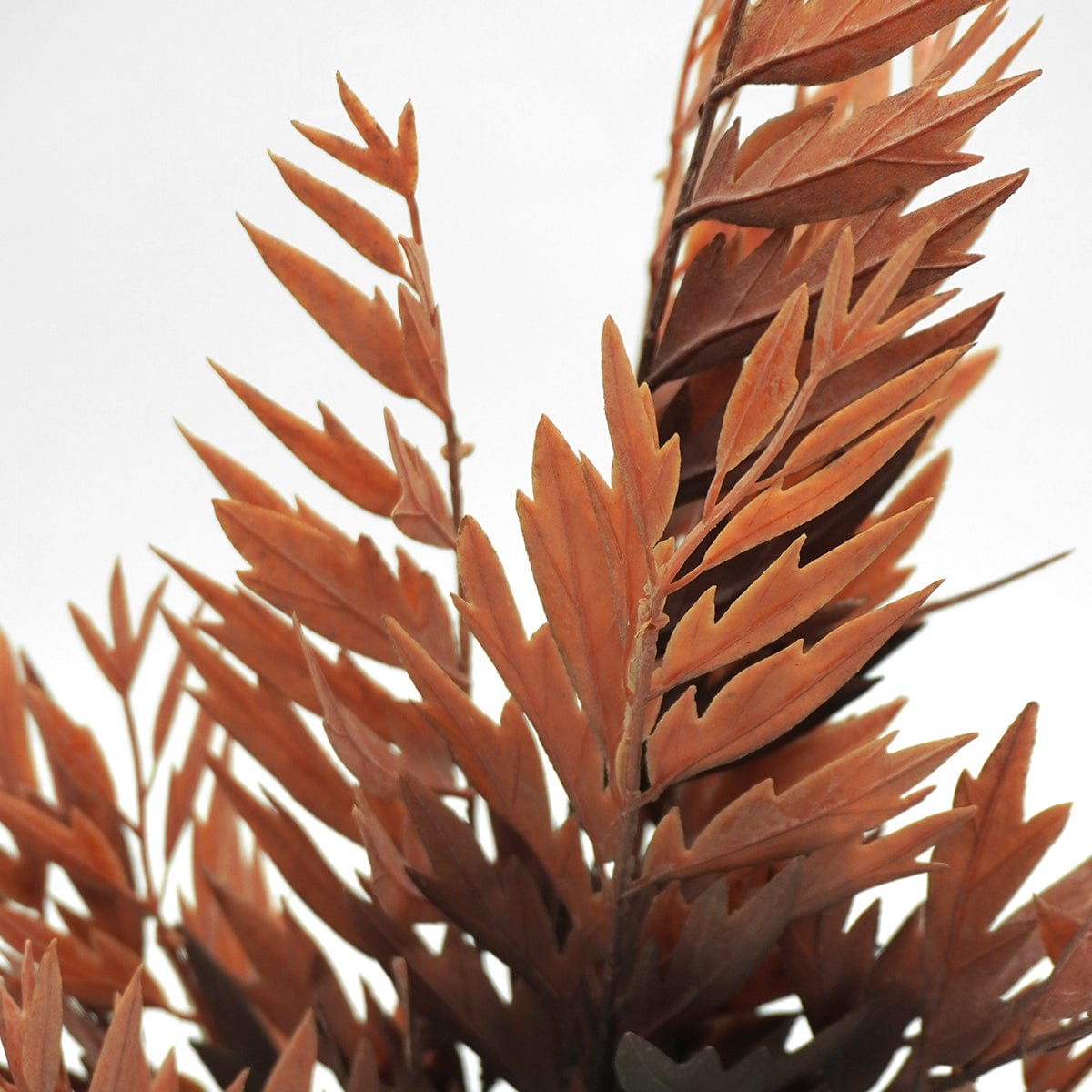 Fern Brown