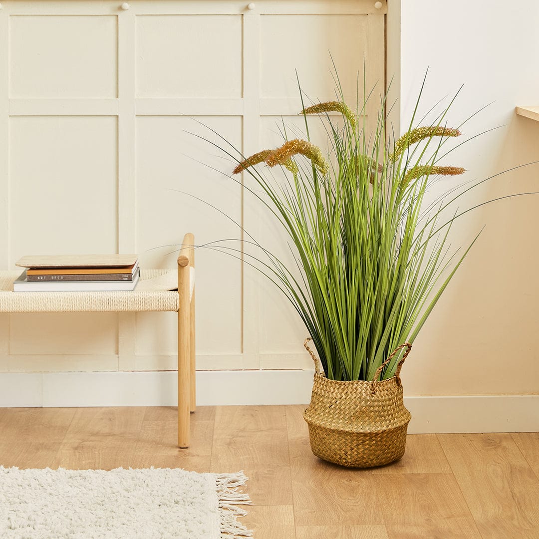 Gras Pennisetum