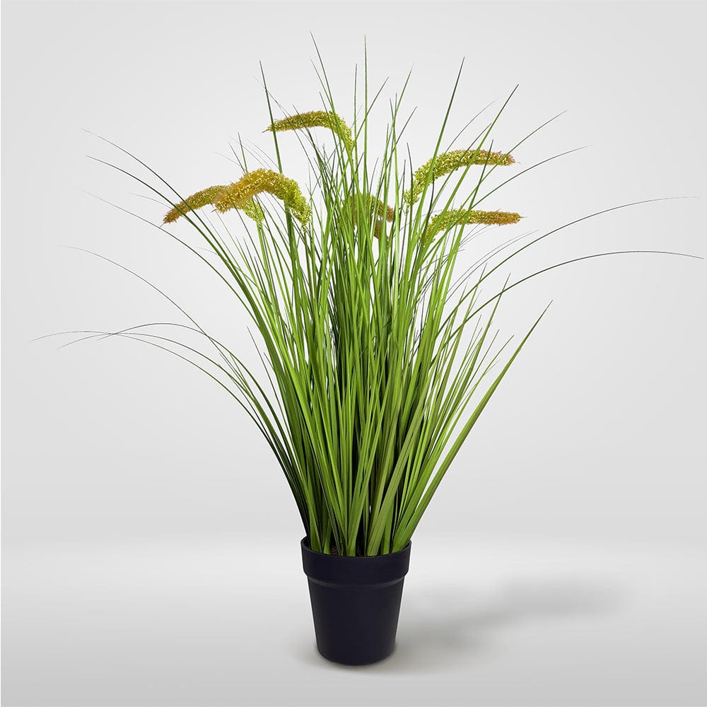 Gras Pennisetum