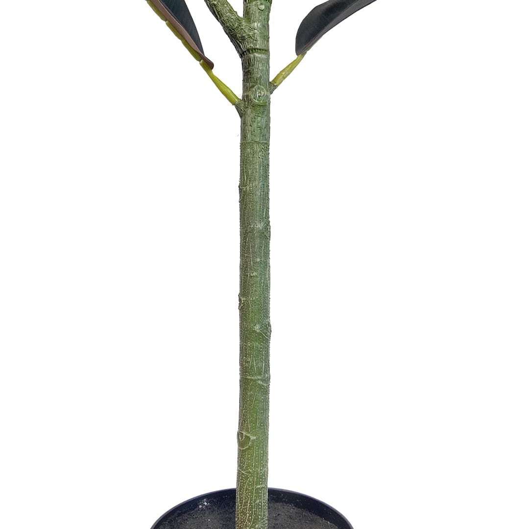 Ficus Lyrata Premium