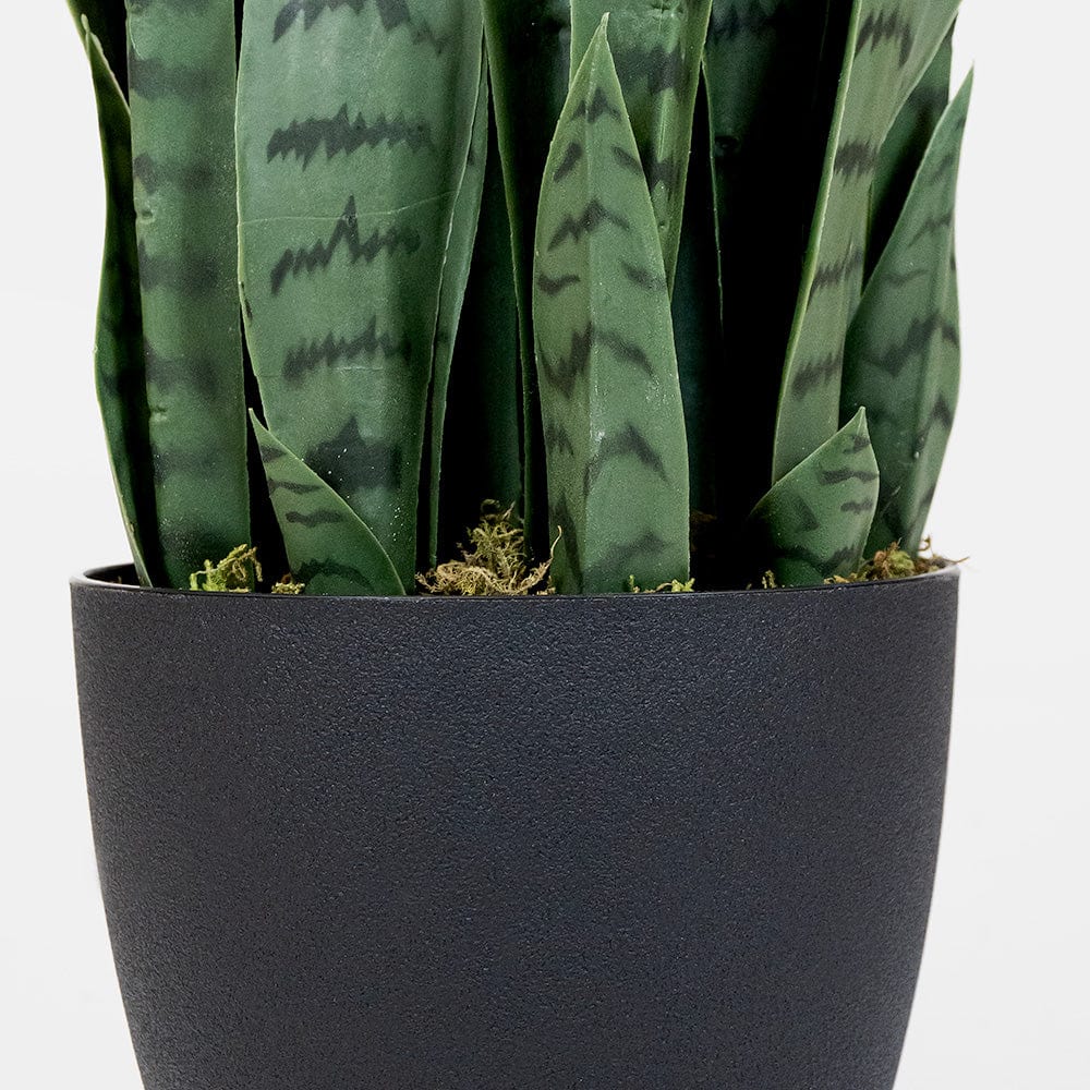 Sansevieria Green