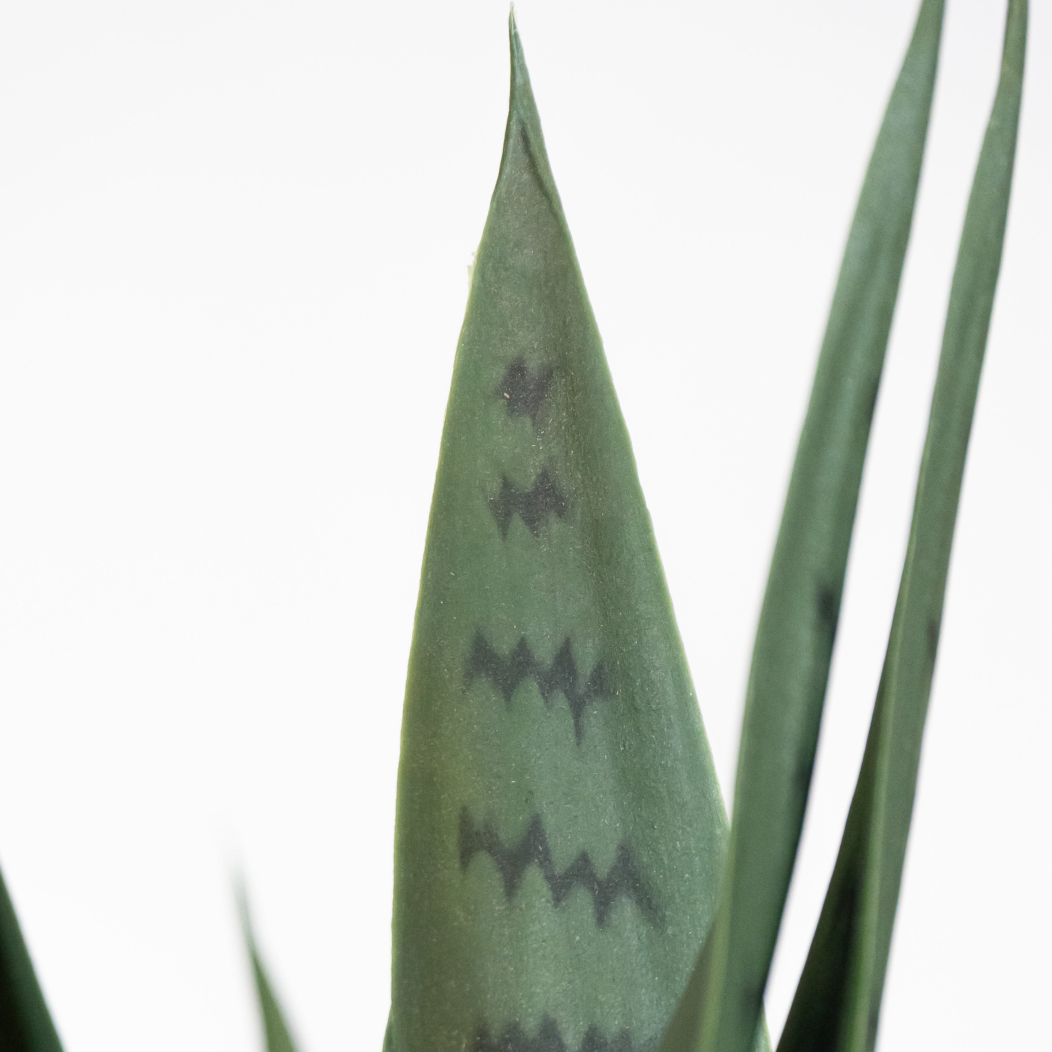 Sansevieria Grün