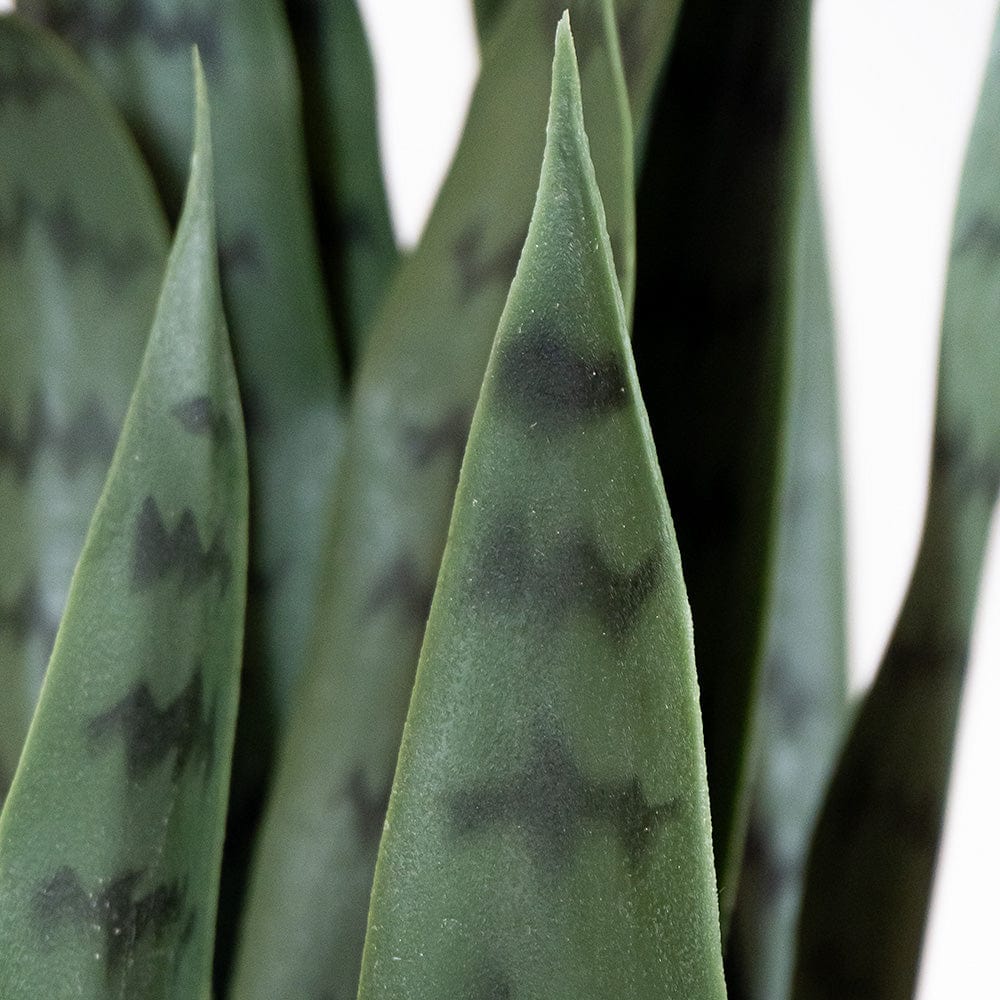 Sansevieria Grün
