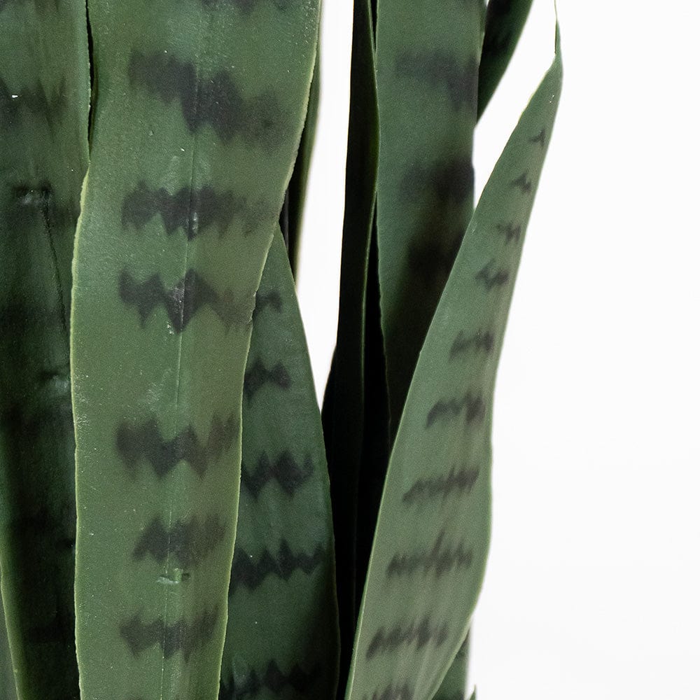 Sansevieria Grün