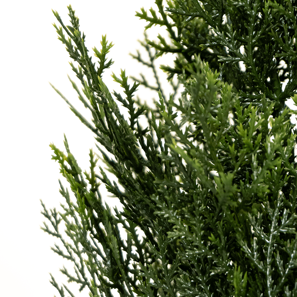 Tuya Hedge