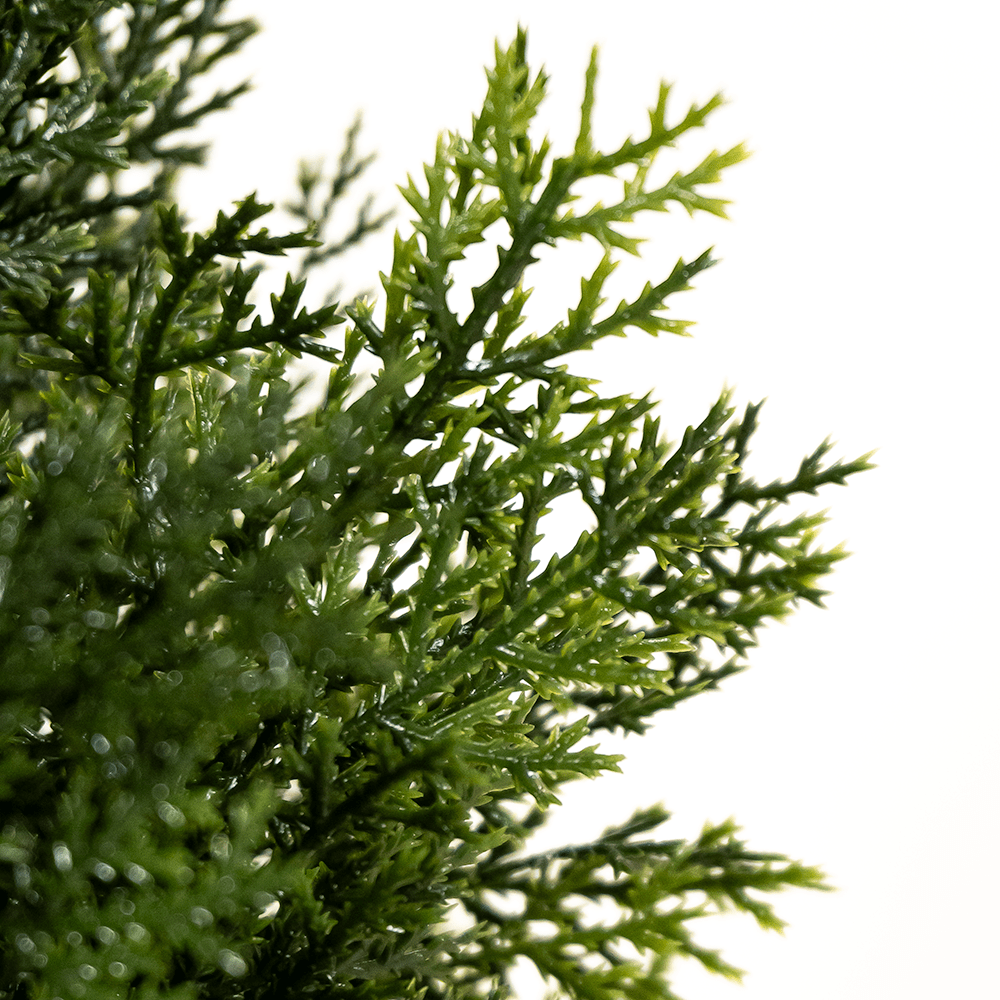 Tuya Hedge