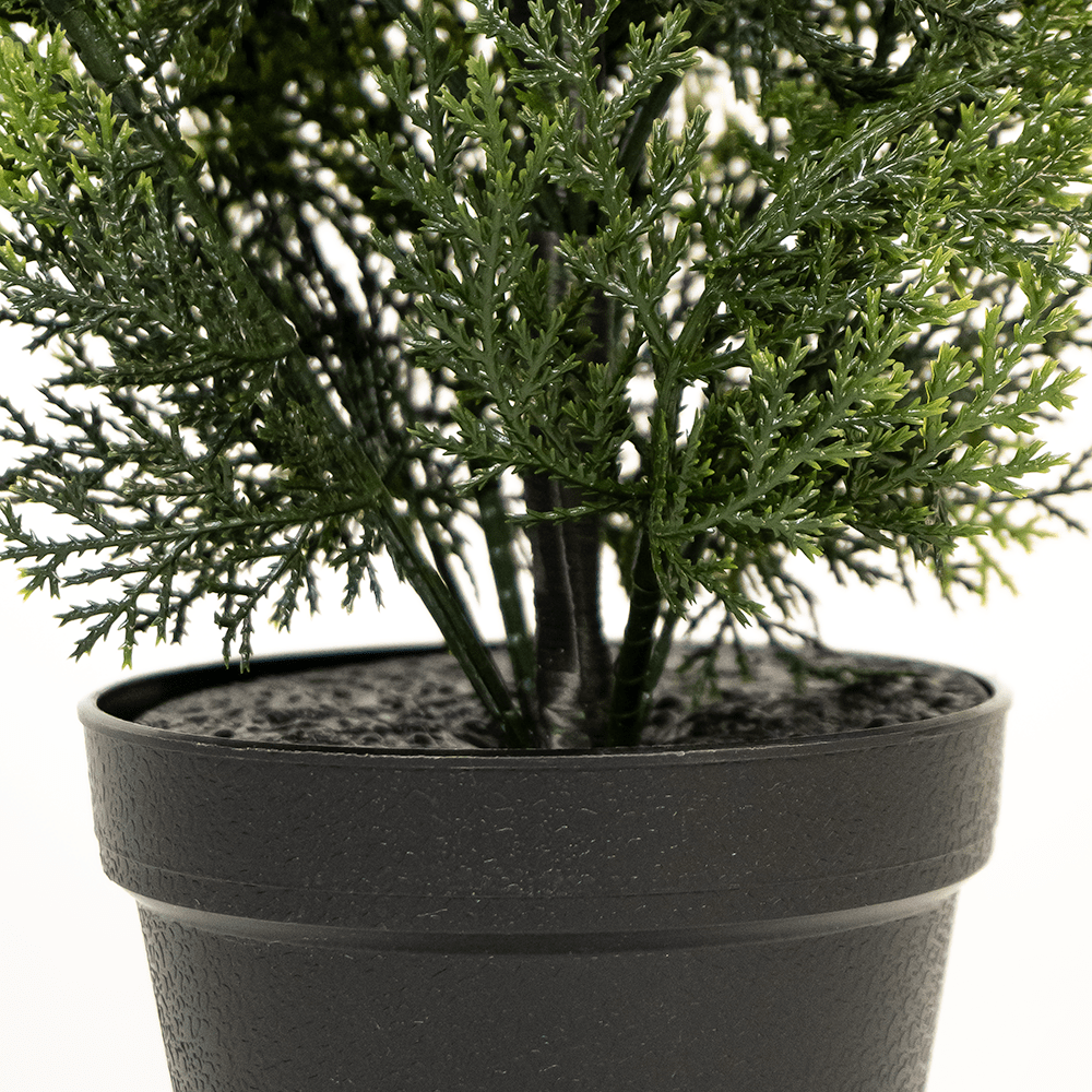 Tuya Hedge