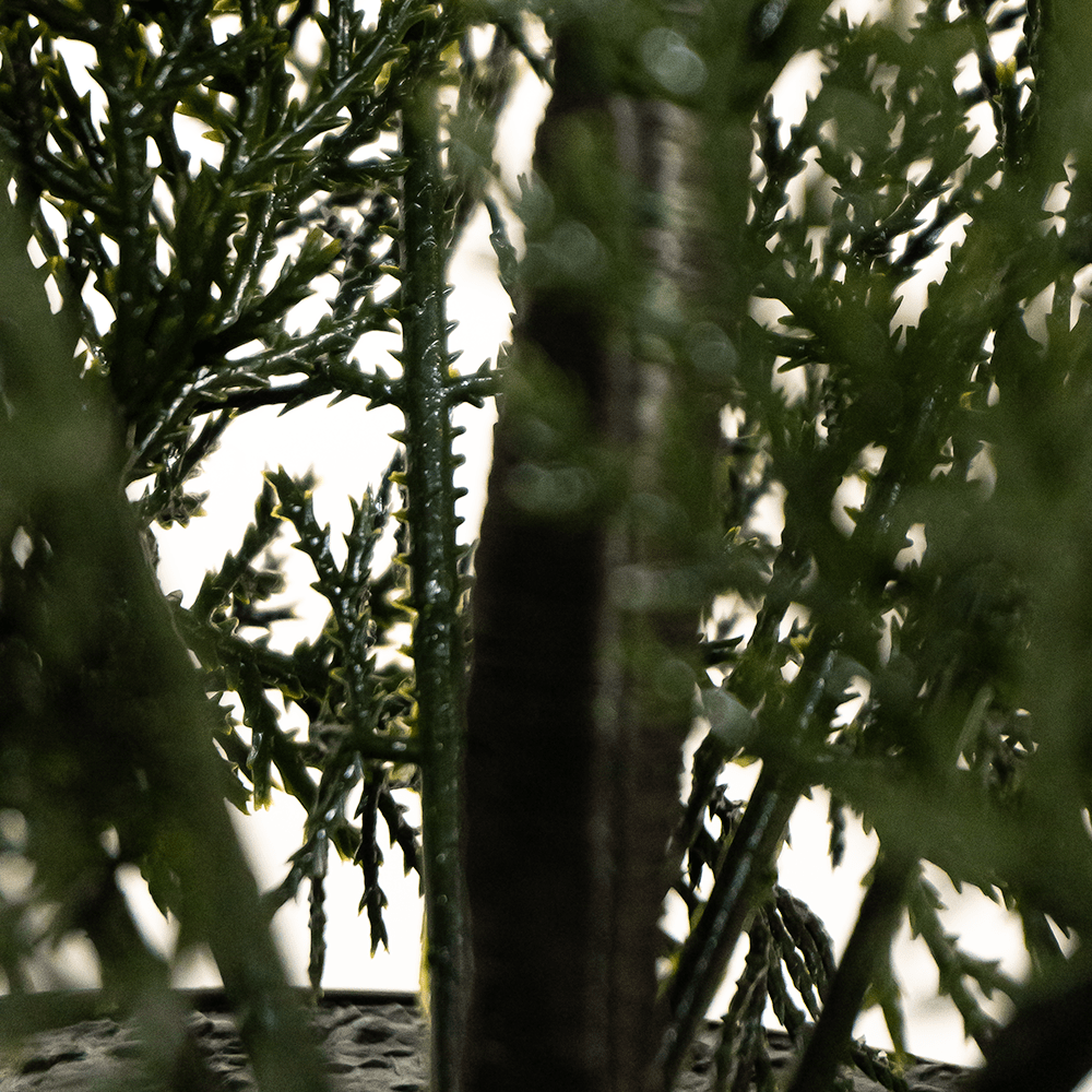 Tuya Hedge