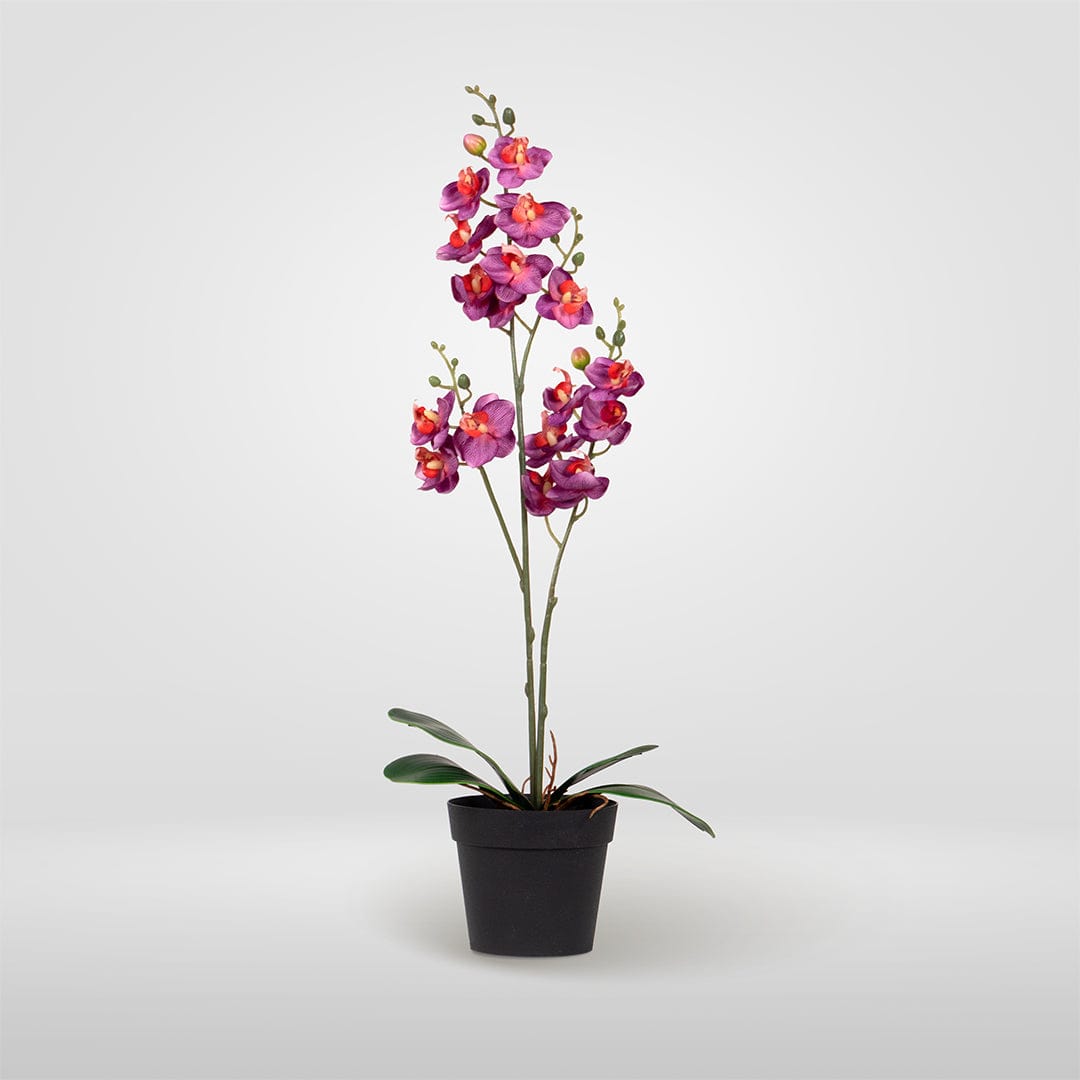Single Orchidee Fuchsia