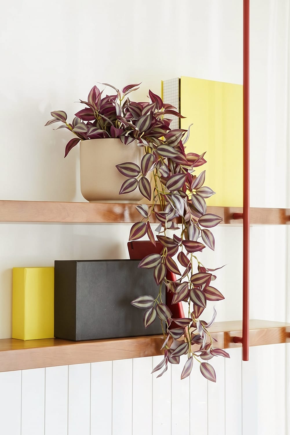 Hanging Tradescantia