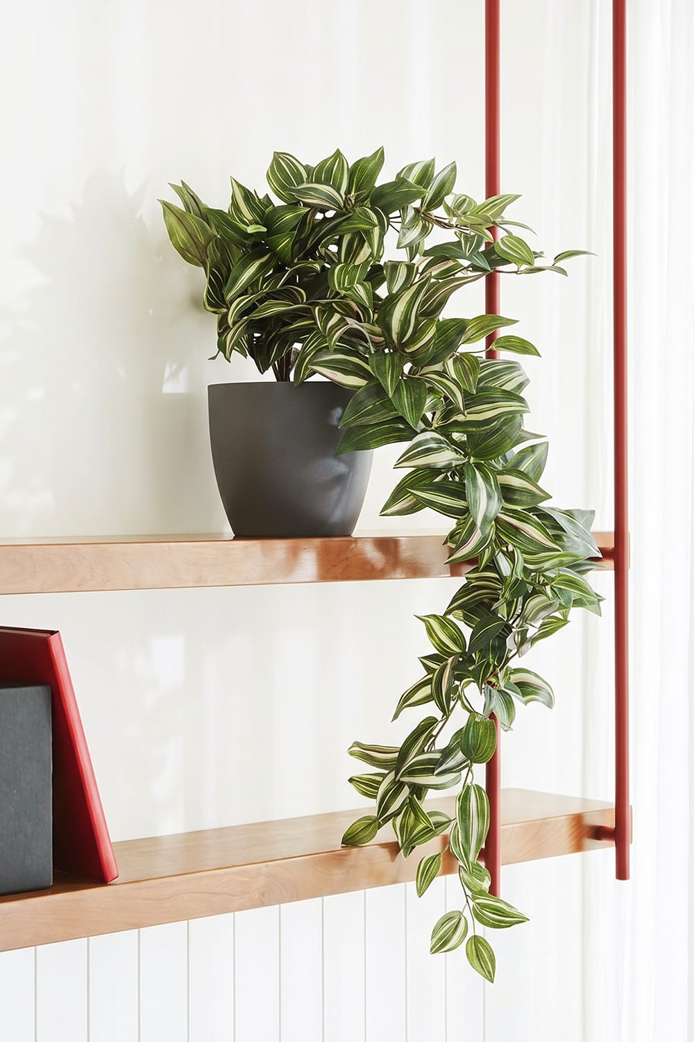 Hanging Tradescantia