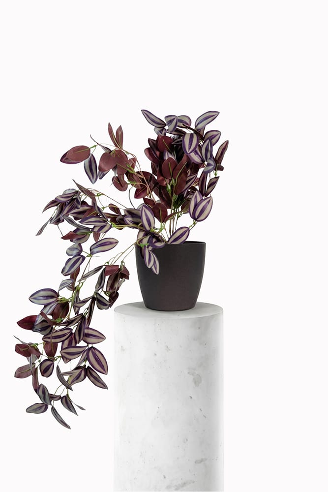 Ciondolo Tradescantia