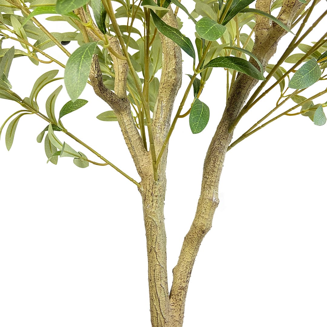 Olivenbaum Fruto