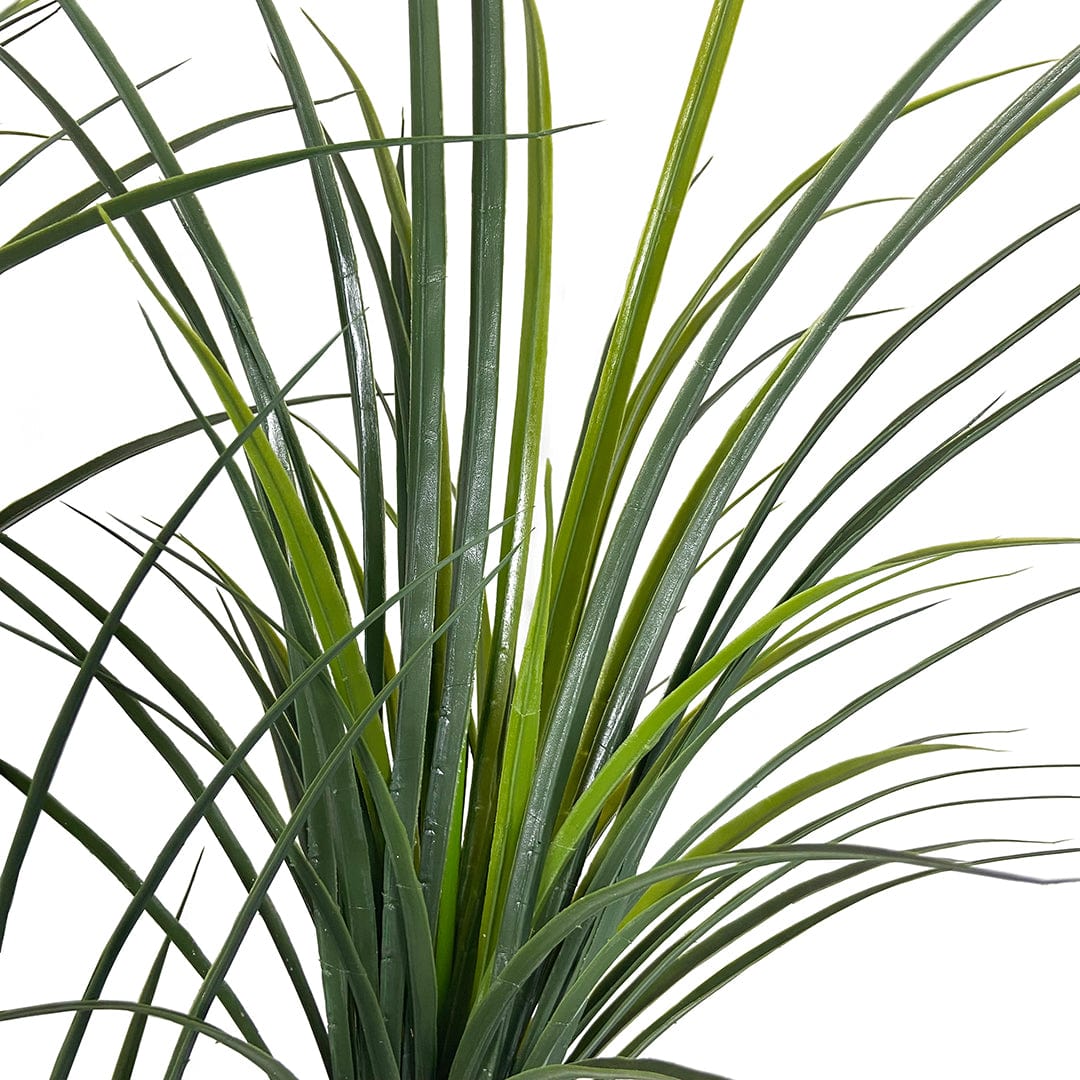 Japanese Yucca