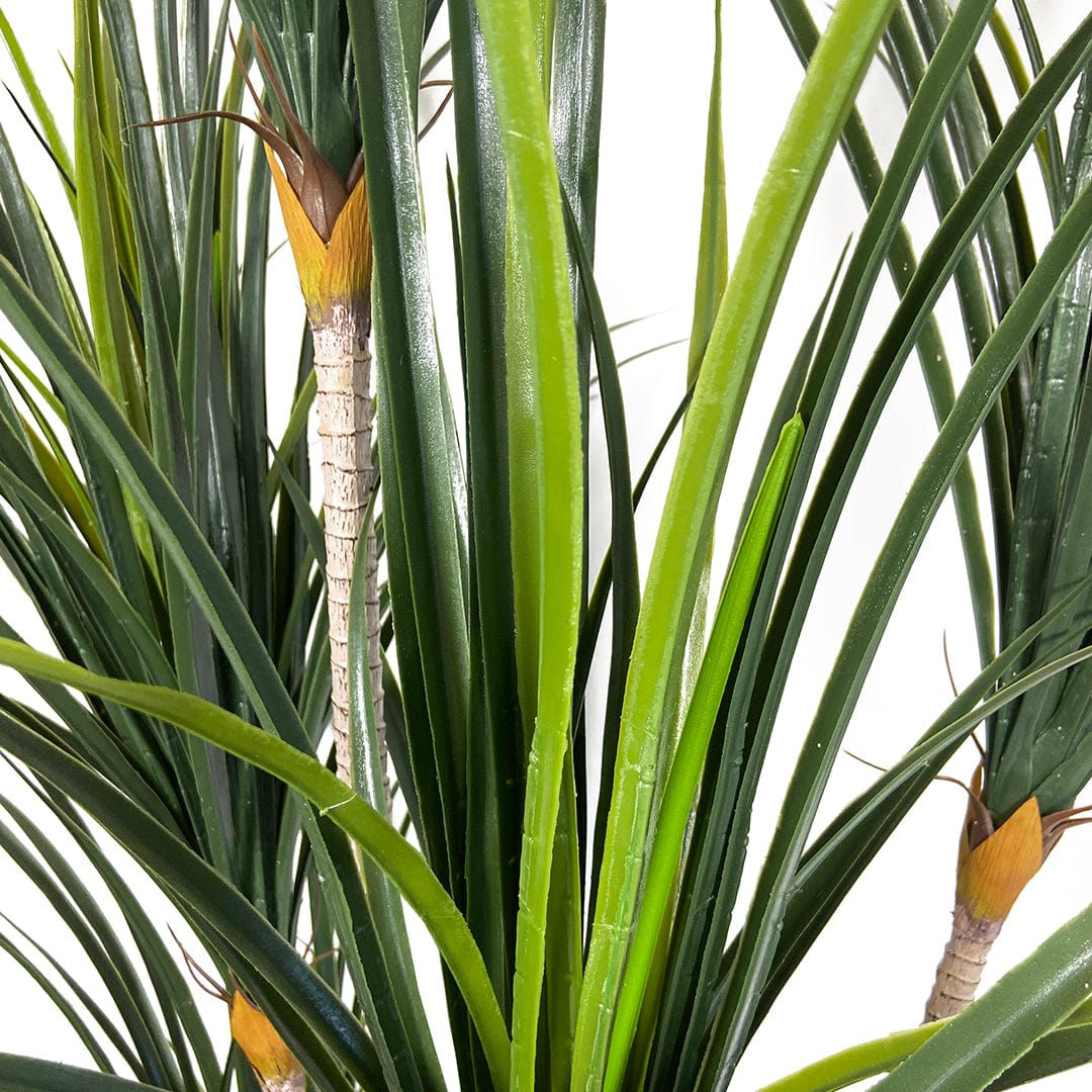 Japanese Yucca