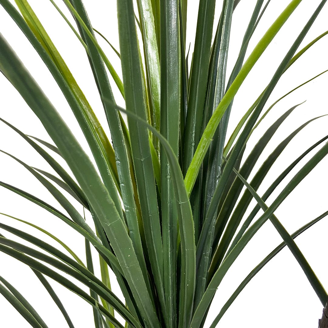 Japanese Yucca
