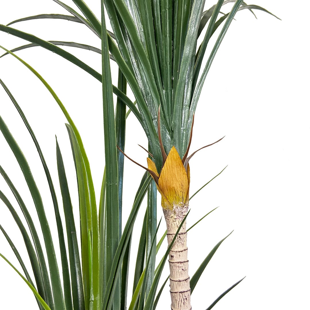 Japanese Yucca