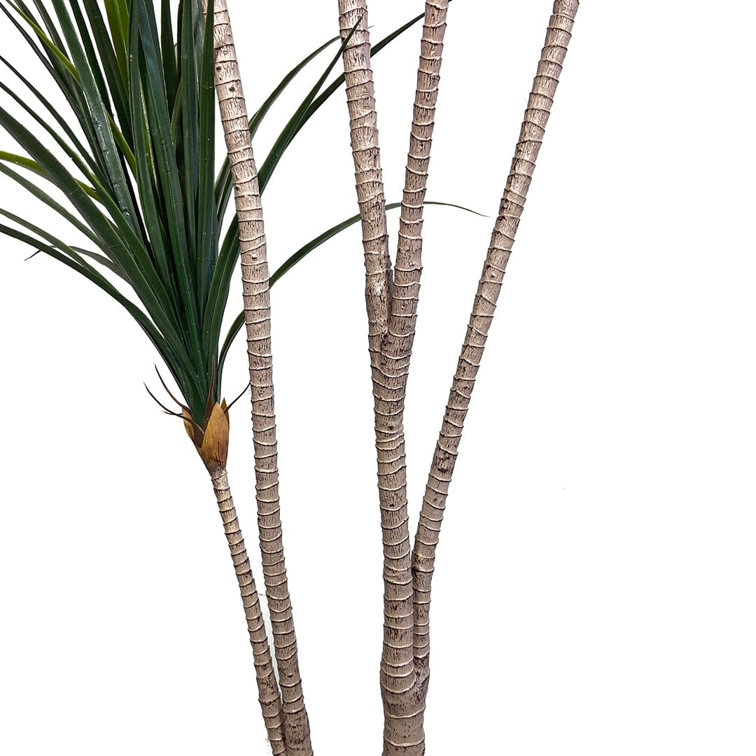 Japanese Yucca