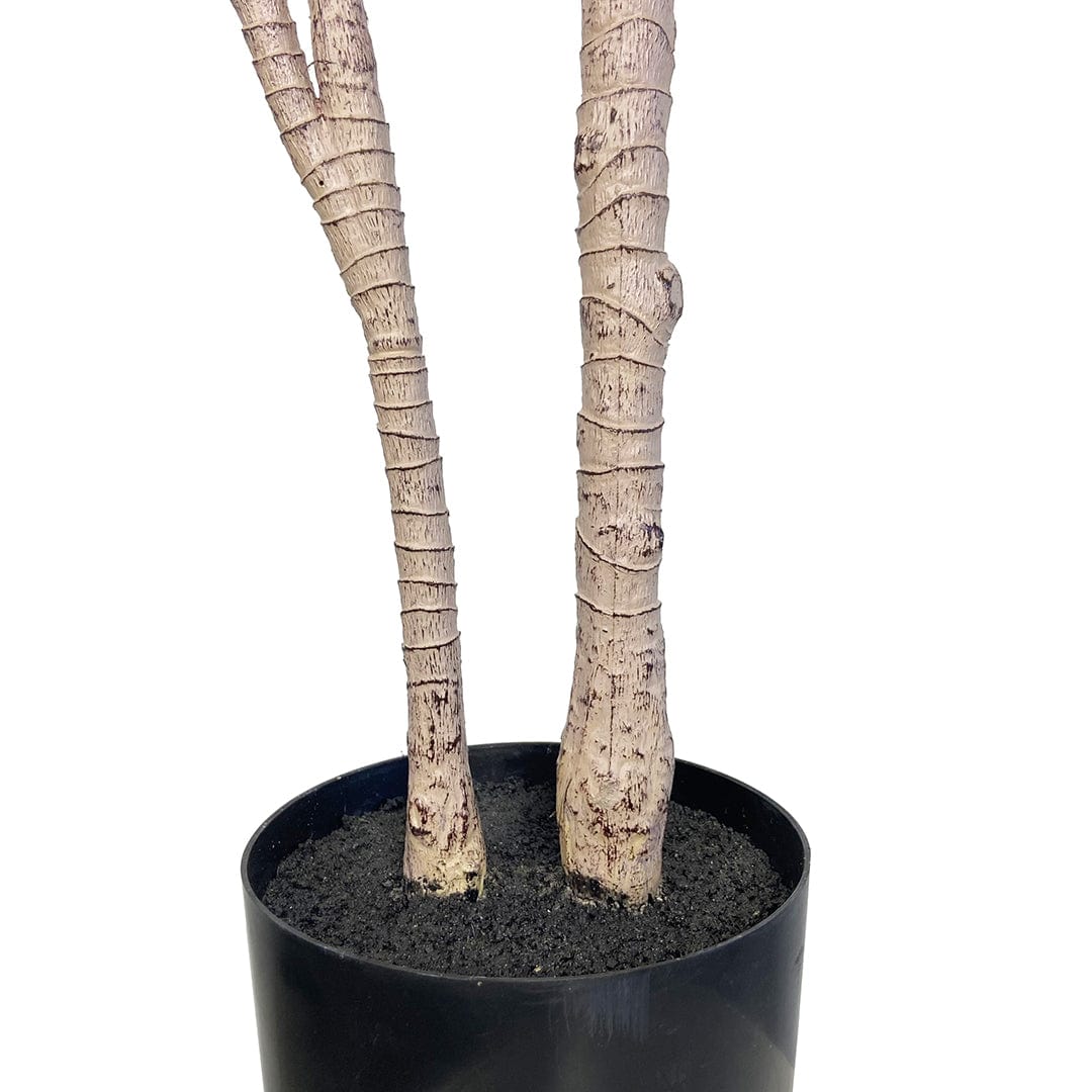 Japanese Yucca