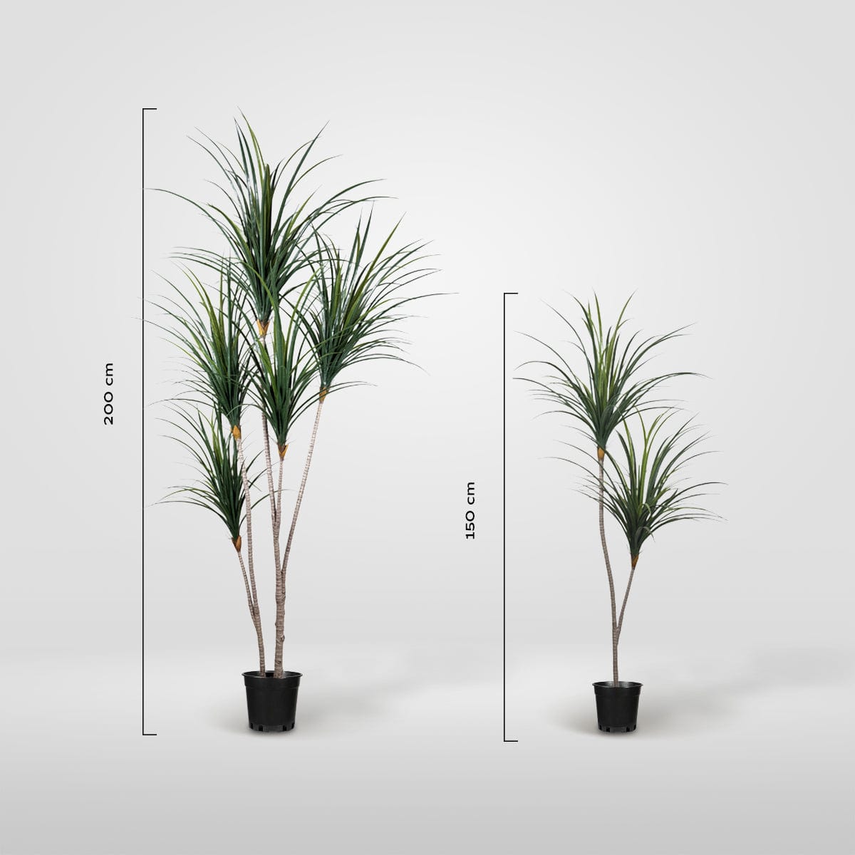 Yucca Giapponese