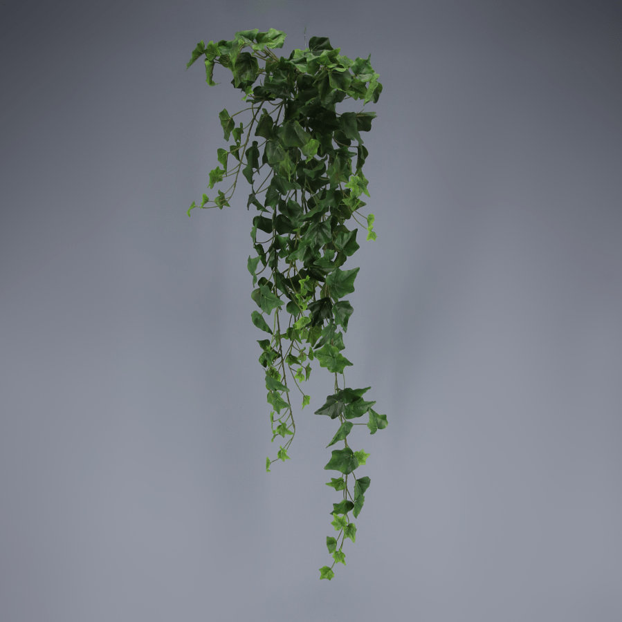 Ivy Bush nova