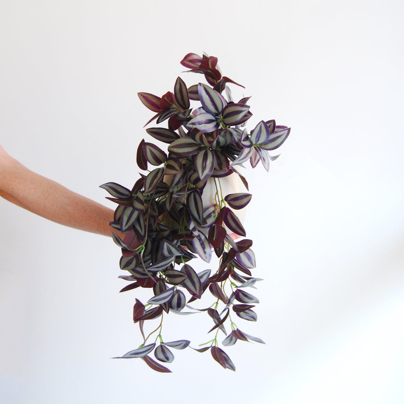 Hanging Tradescantia