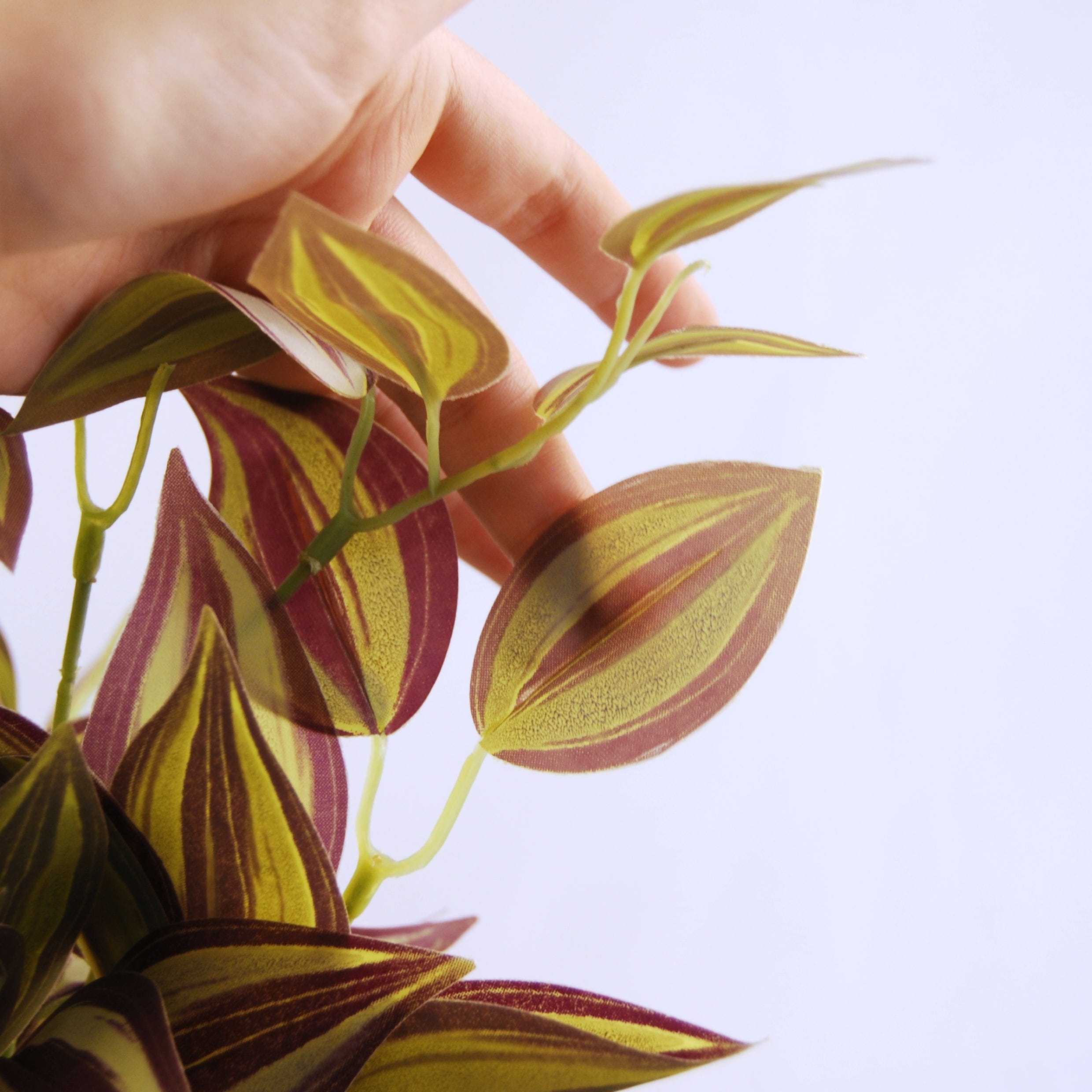 Tradescantia