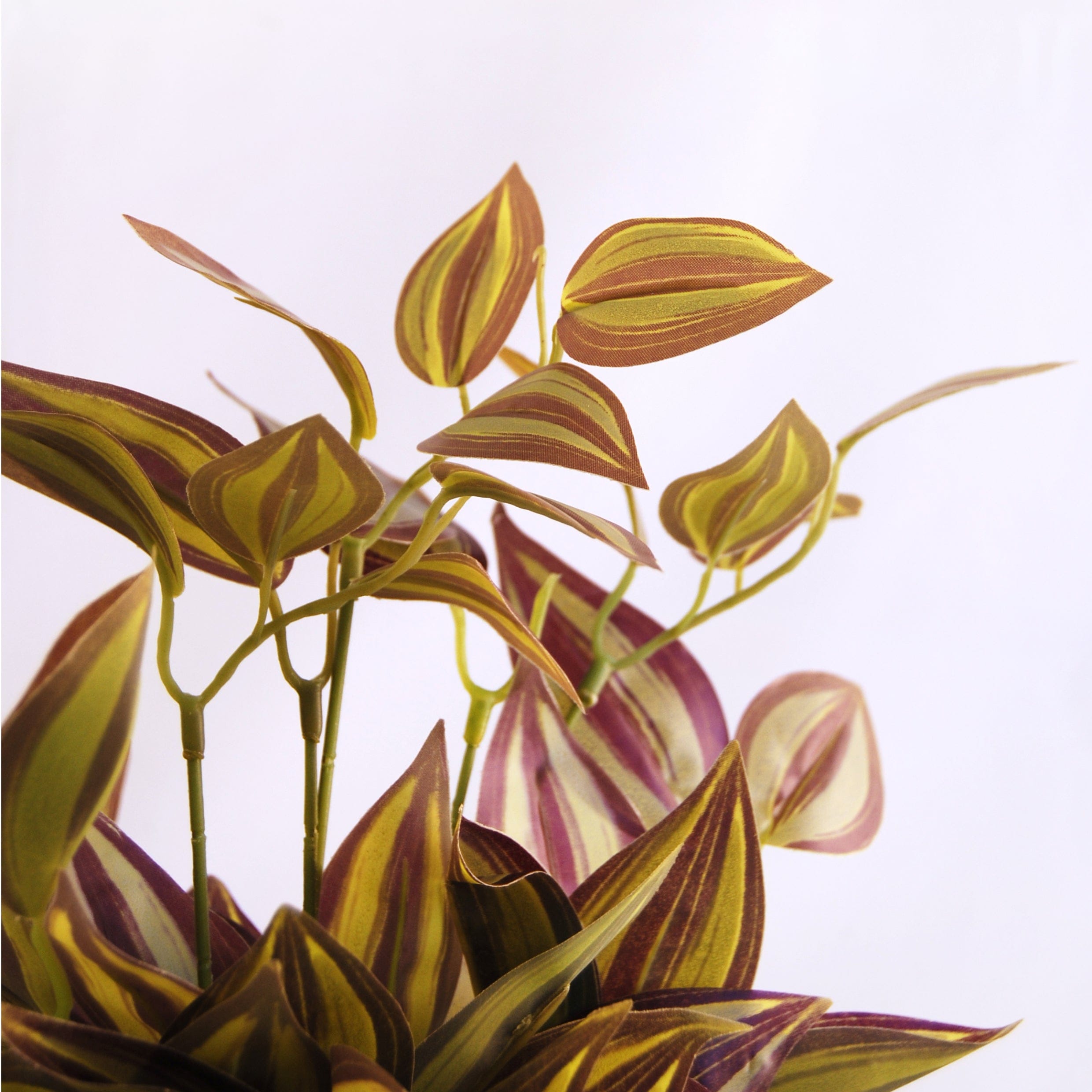 Tradescantia