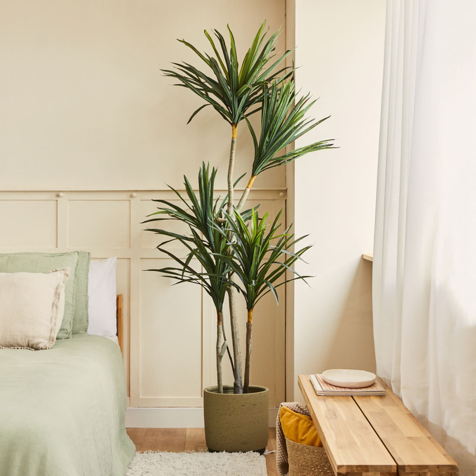 Yucca