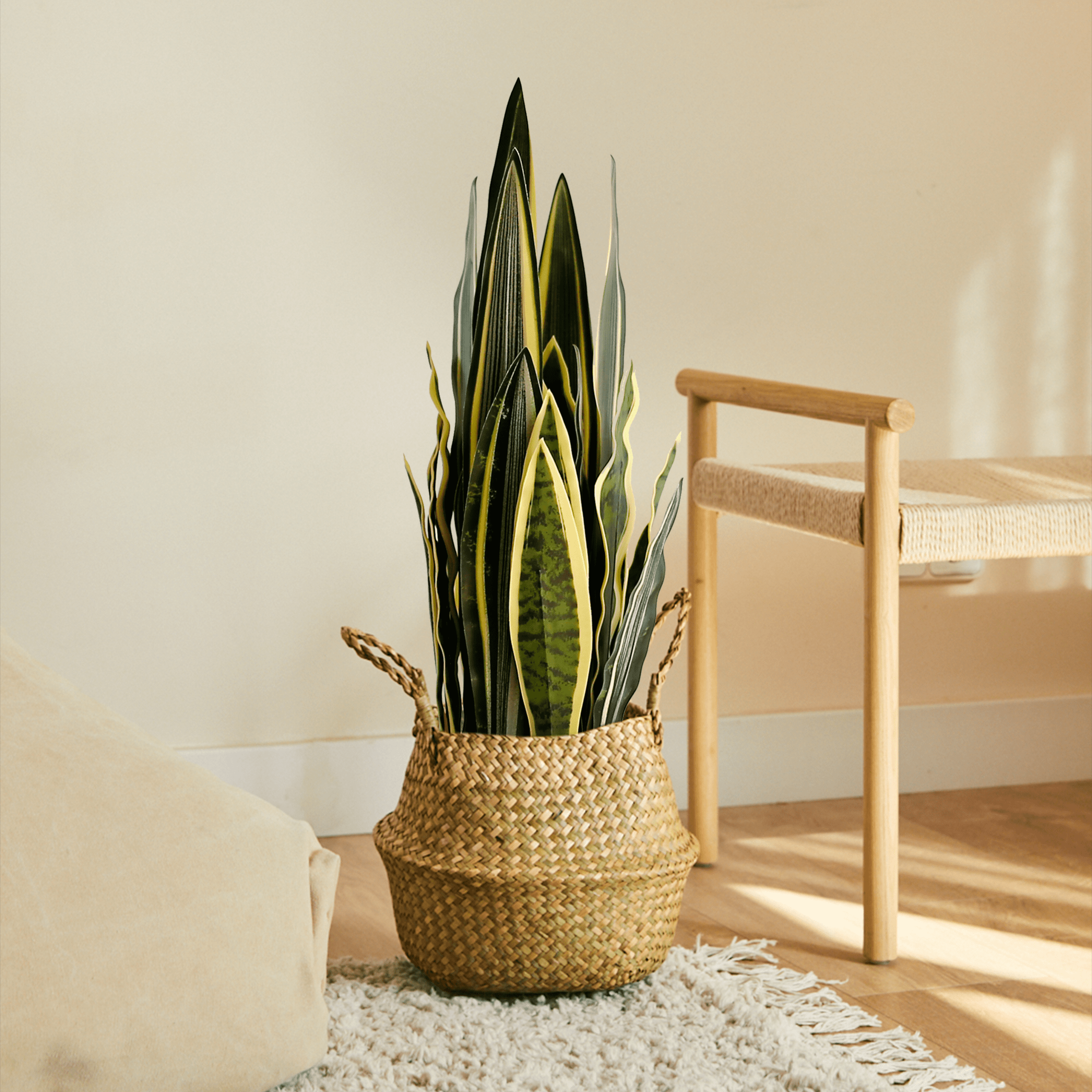 Sansevieria