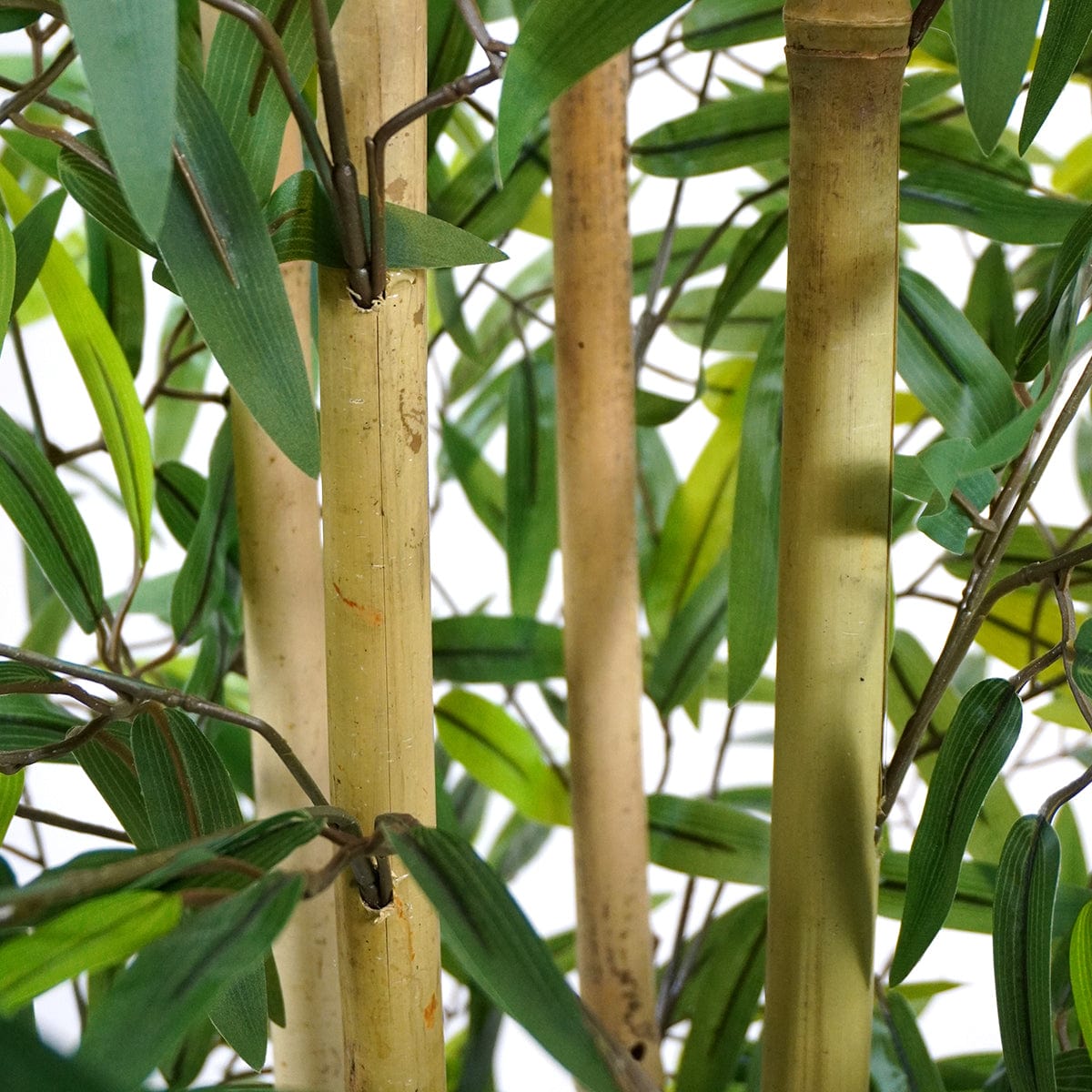 Japanischer Bambus