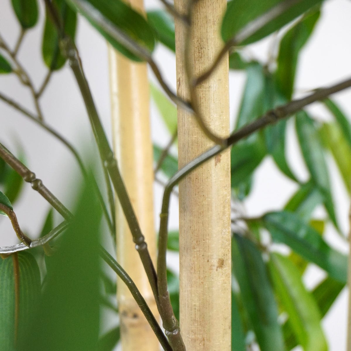 Bambù Minimal