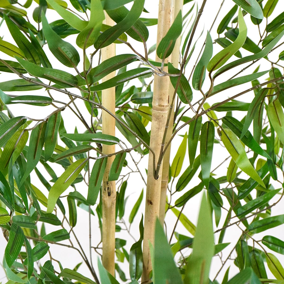 Bamboo Minimal
