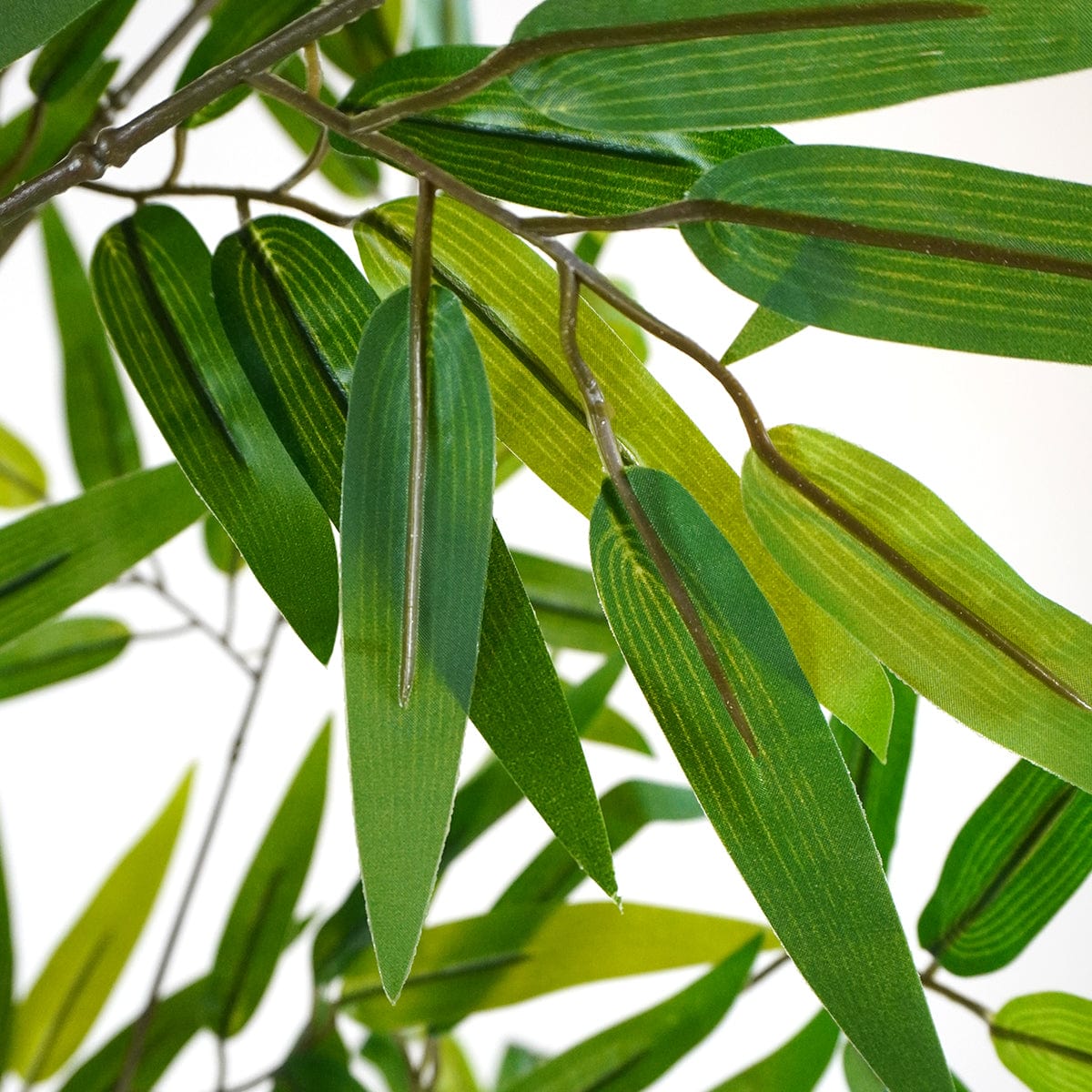 Bambou Minimal