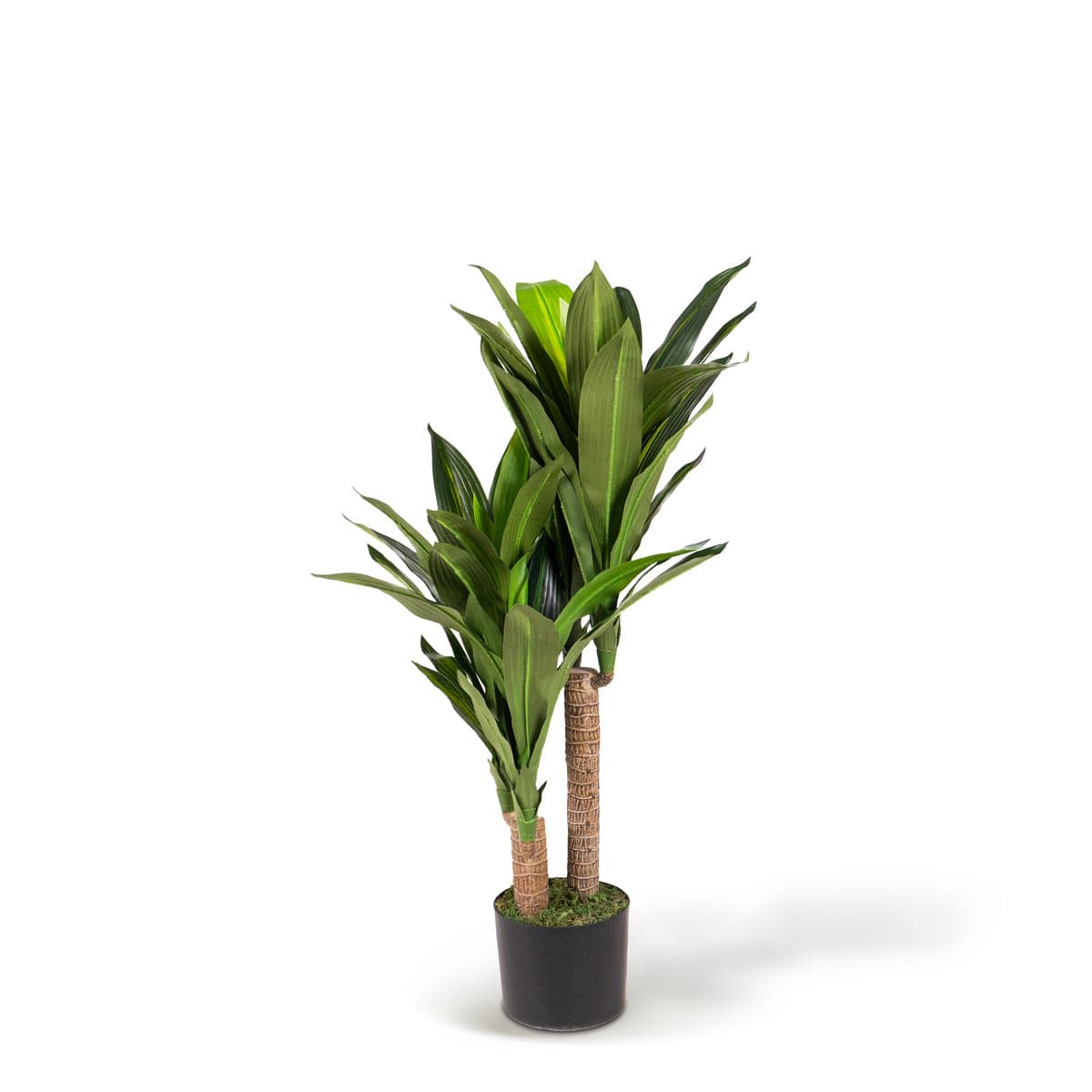 Dracena Tropicale