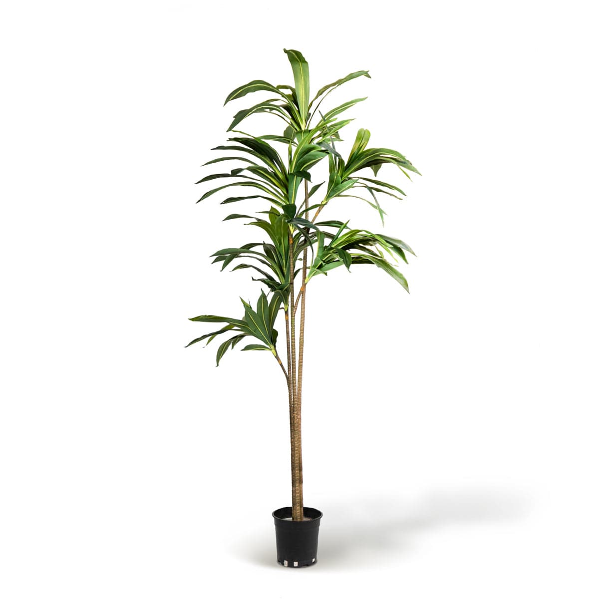 Dracaena Artificiale