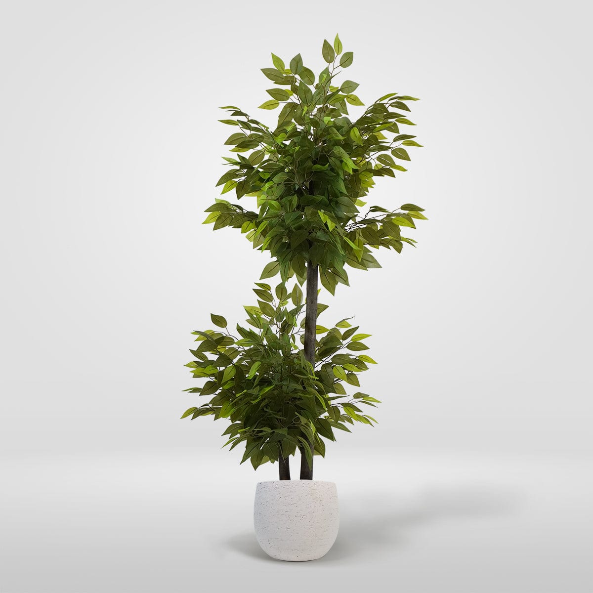 Ficus 2 Coupes