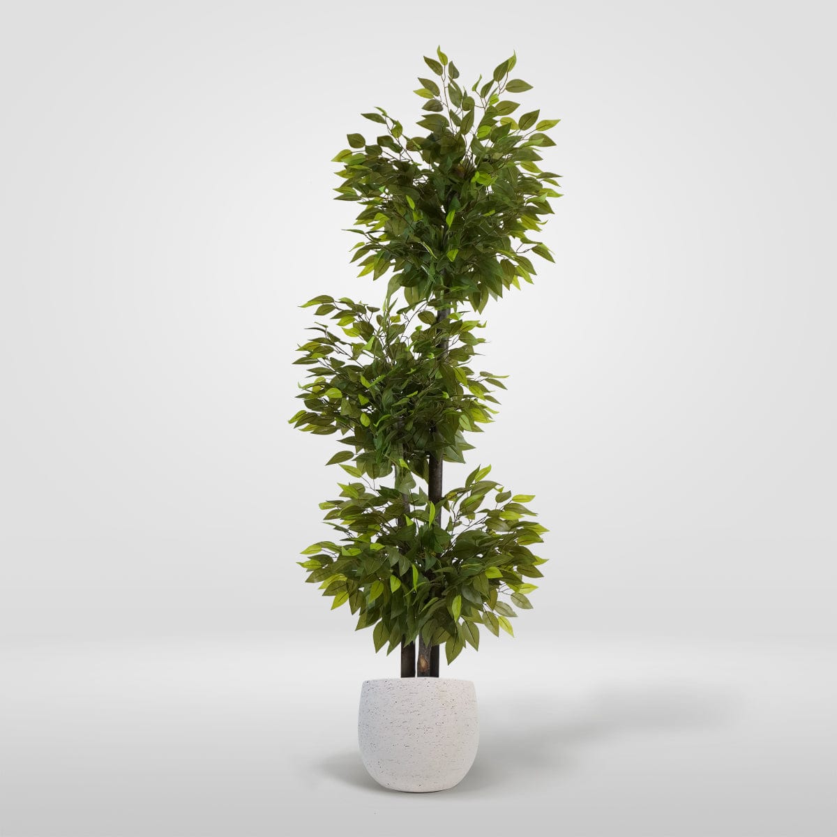 Ficus 3 Coupes