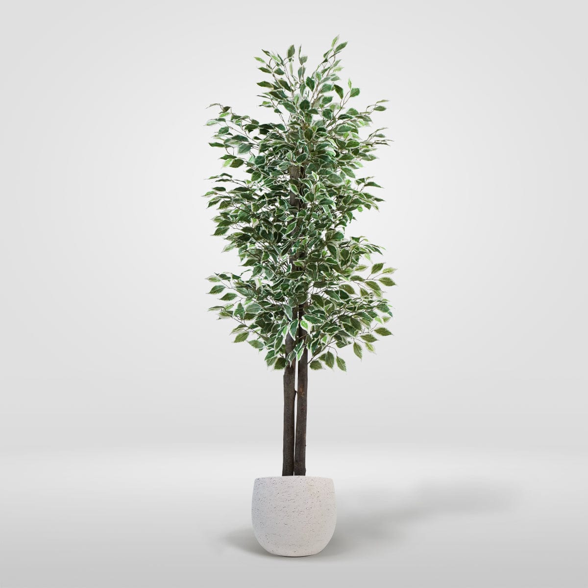 Ficus Artificial 180 cm