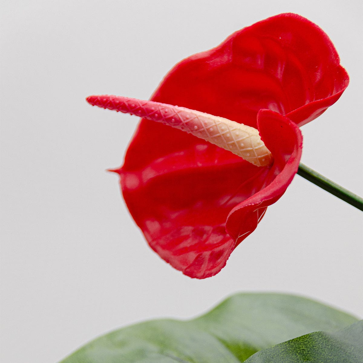 Anthurium