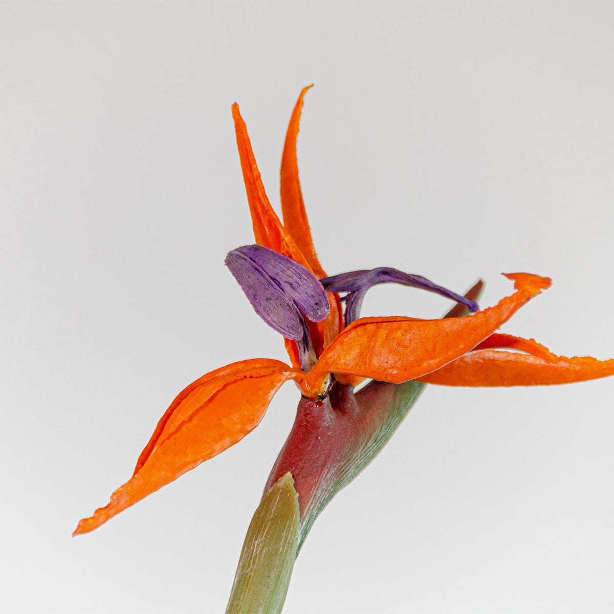 Strelitzia-Blume