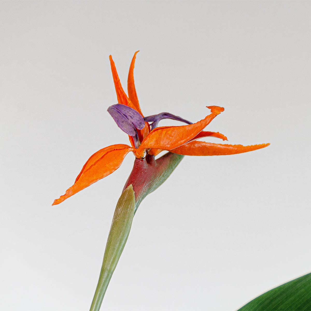 Strelitzia-Blume