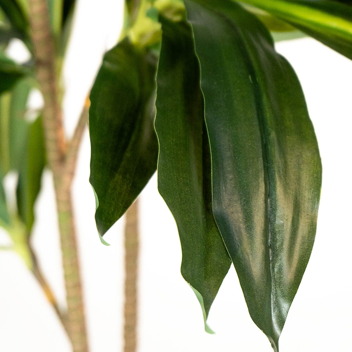 Dracaena Artificiale