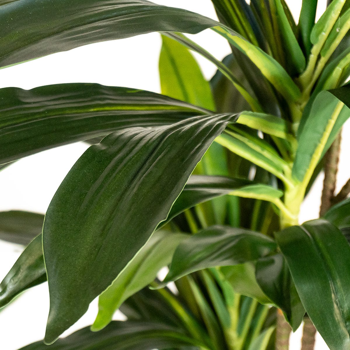 Dracaena Artificiale